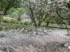 -海棠花溪(元大都城垣遗址公园)