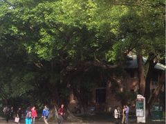 -中山大学学者灵芝(园南路店)