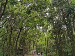 -青龙山国家森林公园