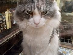 -more than meow吴止猫主题餐厅(承德 中船汇店)