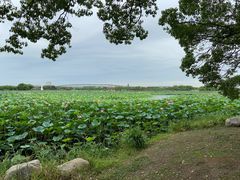 -荷塘月色湿地公园·向阳花洲