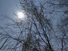 -杭州湾海上花田景区