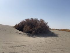 -金塔沙漠胡杨林景区