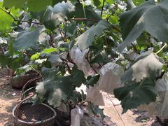 -马陆小张葡萄园农家乐