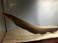 -鹿儿岛水族馆