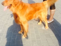 -瑞派宠物医院·24小时骨科·心脏·核磁(哈尔滨南岗店)