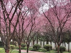 -木塔寺遗址生态公园