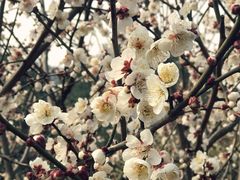 -香雪海