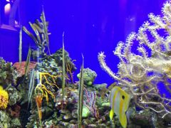 -迪拜水族馆及水下动物园