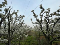 -树山生态村