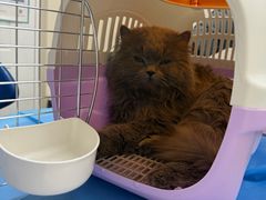 -芭比堂动物医院·CT·微创中心(新顺分院)