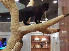 -袖虎·猫馆(体育西路店)