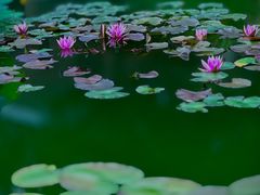 -国家植物园南园