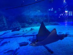 -烟台海昌鲸鲨海洋公园