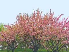 -洨河生态公园