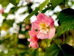 -上海怡沁园度假酒店