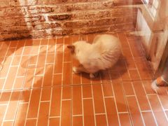 -猫咪博物馆(顶澳仔猫街店)
