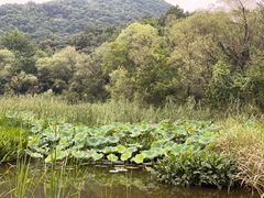 -西湖风景区-江洋畈生态公园