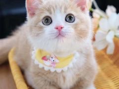 -Bastet sally猫舍购宠(静安店)
