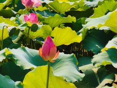 -至潮餐厅精致粤菜·活鲈鱼·走地鸡(珠江新城店)
