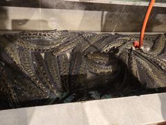 -百岁鱼(七一路店)