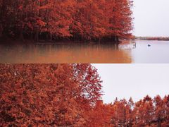 -上海海湾国家森林公园