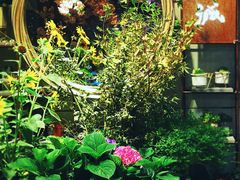 -循礼门鲜花花市(武汉循礼门店)