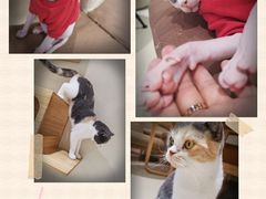 -藏猫猫咖啡主题馆(中央大道店)