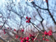 -梅花山(明孝陵内)
