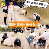 ¥10喂迷你网红小猪🐷玩激流水滑道💧潮州长隆亲子乐园