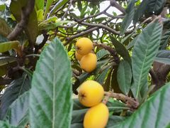 -塘栖枇杷特色园区