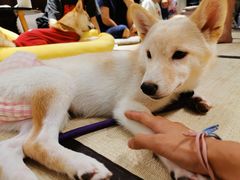 -逗柴咖啡屋·狗咖猫咖宠物桌游