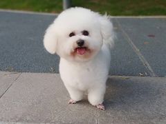 -顺强宠物诊所·狂犬免疫·夜诊·骨科(嘉定店)
