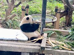 -广州长隆野生动物世界