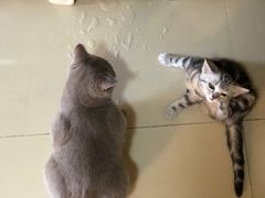 -宠颐生中康贝怡动物医院