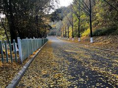 -铁山坪森林公园