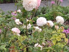 -上海植物园-4号门售票处