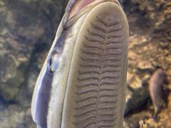 -太平洋海底世界