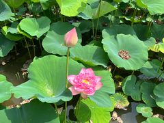 -广州莲花山旅游区