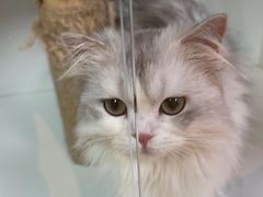 -十月米努特矮脚猫舍