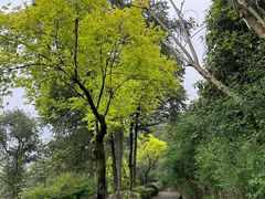 -铁山坪森林公园