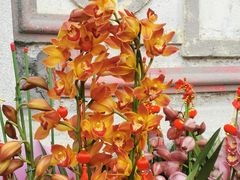 -溪岸路花鸟市场