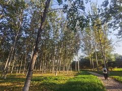 -大兴滨河森林公园