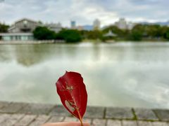 -江心屿景区