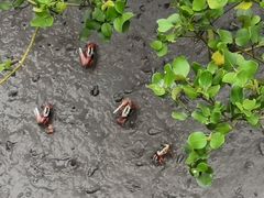 -北海金海湾红树林生态旅游区