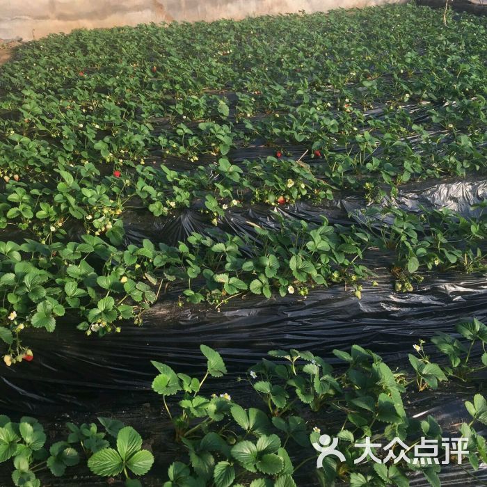 幸福草莓园草莓采摘图片 - 第2张