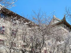 -武汉大学-樱园