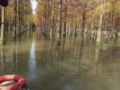 -泗洪洪泽湖湿地景区