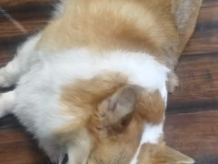 -豆柴町-柴犬主题狗咖(红鼎国际C座店)
