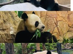 -广州长隆野生动物世界
